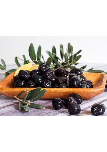 4 Yaş Gemlik Zeytin Fidanı