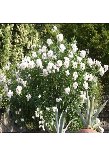 Tüplü Beyaz Çiçekli Zakkum Fidanı