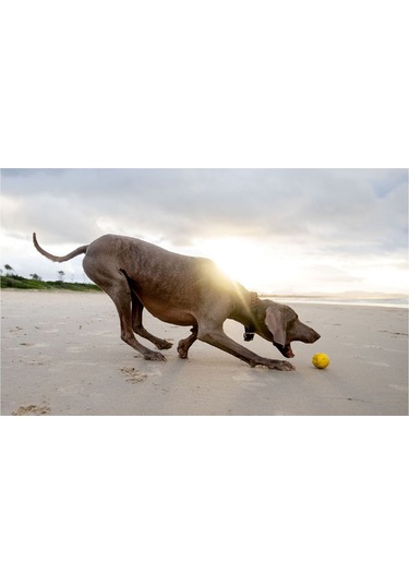 Waboba Fetch Suda Zıplayan Top Köpek Oyuncağı