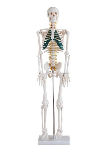 İnsan İskeleti Modeli Spinal Sinirli 85 cm