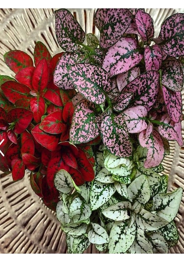 Karışık 3 Renk Hostes Çiçeği Saksılı 10-15cm Hypoestes