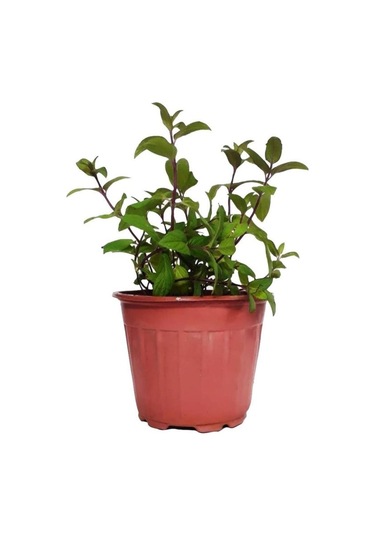 Kekik Nane Itır Üçlü Bitki Seti 3 Lü Set 10-20 Cm Aromatik