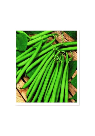 AGRodal Tarım Ata Tohumu Yerli Yuvarlak Fasulye 50 Adet Tohum