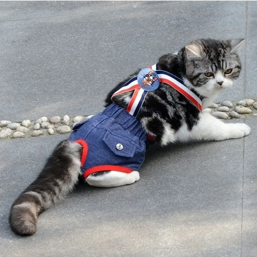 Best Golden Monkey Köpekler İçin Boxer Şortları 35593528