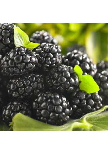 Bahçevilya 2 Yaşında Tüplü Jumbo Böğürtlen Fidanı