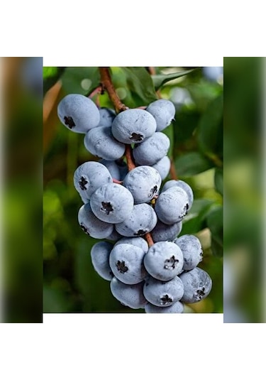 Liigarba Mavi Yemiş 20-30 Cm Saksıda