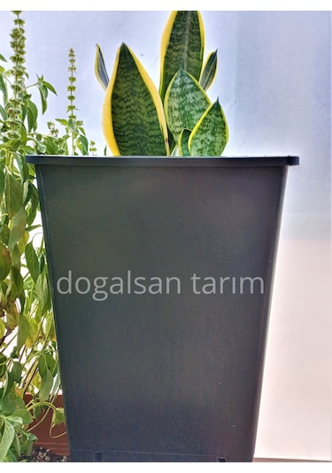 10 Adet 15 Lt Kare Üretim Saksısı Siyah Saksı Fide Saksı