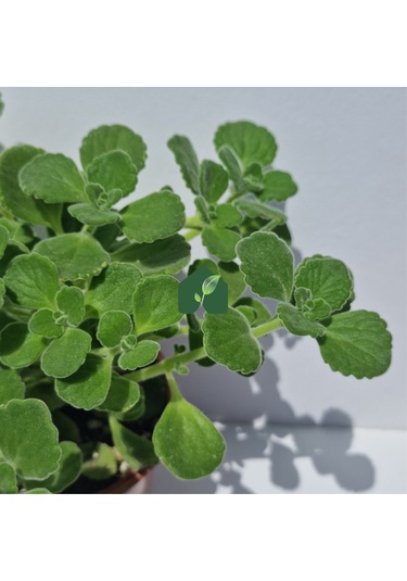 Küba Kekiği Plectranthus Amboinicus Lour. Spreng