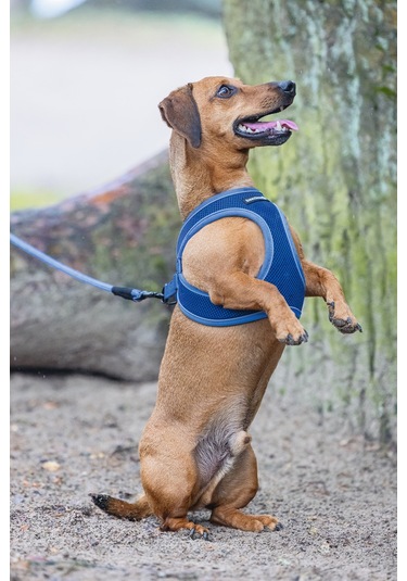 Beeztees Köpek Göğüs Tasması, Neopren, Mavi, S, 38-44cm Çok Renkli