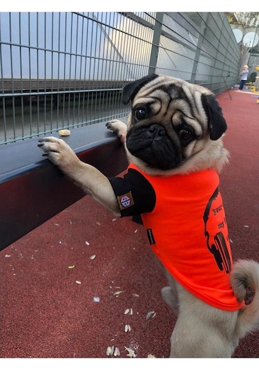 Salya Store Favorite Sound T-shirt Köpek Kıyafeti