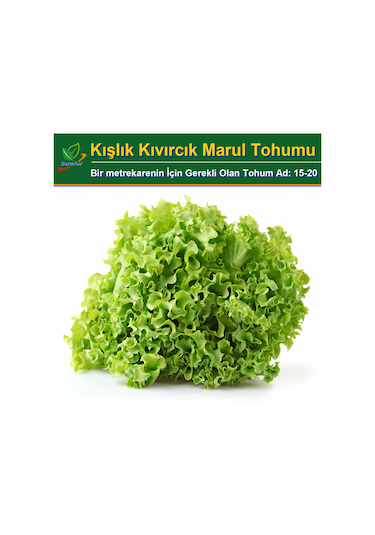4000 Kışlık Kıvırcık Marul Tohumu