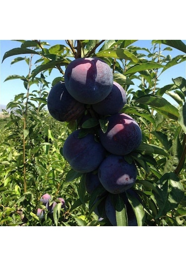 Tüplü Aşılı İri Verimli Black Star Siyah Japon Erik Fidanı