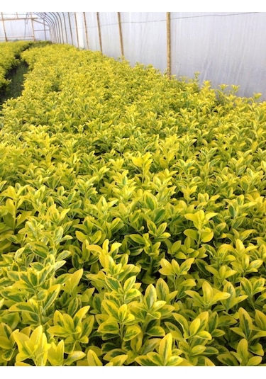 Gold Taflan 50 Adet - Sarı Çit Bitkisi