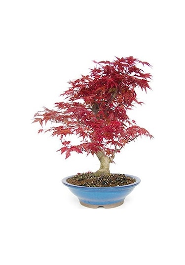 perlit bonsai PerlenKit "Nejitte Bonsai Kit Sakura HCA30 // 3" Miyuki  Yuzawaya