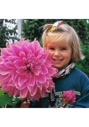 Dev Çiçekli Lavender Perfection Dahlia Yıldız Çiçeği Soğanı Yumrusu 1 Adet