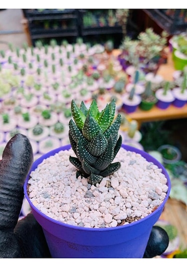 Haworthia Reinwardtii Özel Tür Haworthia