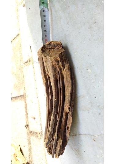 Akvaryum Dekoru Mango Kökü Mangrov 15-22 CM