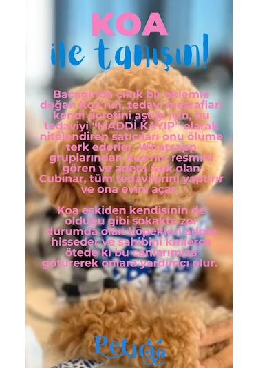 Petjoo 14.Koa Mavi-Pembe Qr'lı Köpek Künyesi