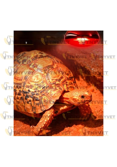 100 Watt Kızılötesi / Kırmızı Işık Isıtıcı Lambalar Sürüngenler,