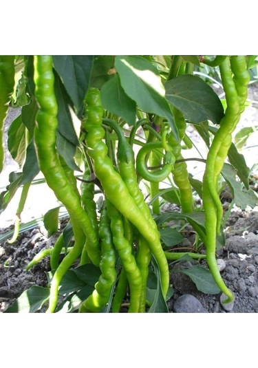 Tohumculuk Tatlı Kıl Biber Tohumu 5 Gr Ata Tohum