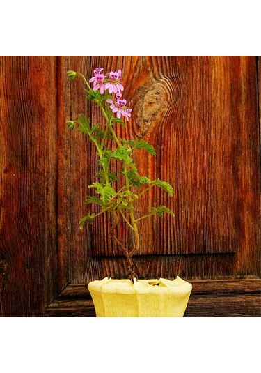 Itır (Pelargonium graveolens)