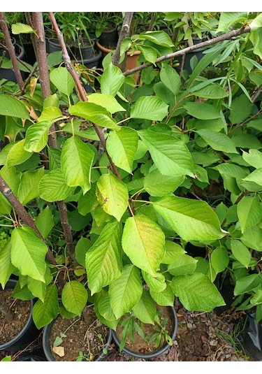 Yeşil Deniz Fidancılık Tüplü Regina Kiraz Fidanı 100-150 Cm