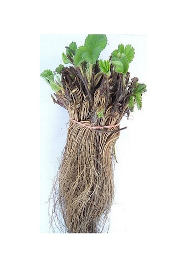 95 Ad. Rubygem Açık Kök Frigo Tz.yediveren Çilek Fidesi Fidanı