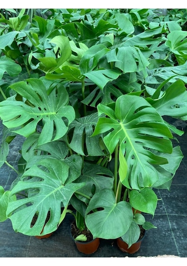 Deve Tabanı Monstera Deliciosa Ithal Orta Boy