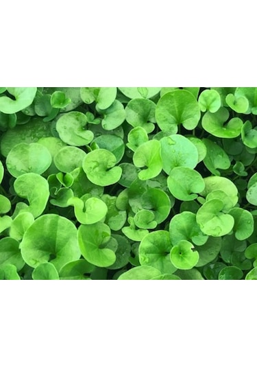 Dichondra Repens Fare Kulağı Çim Tohumu 1KG