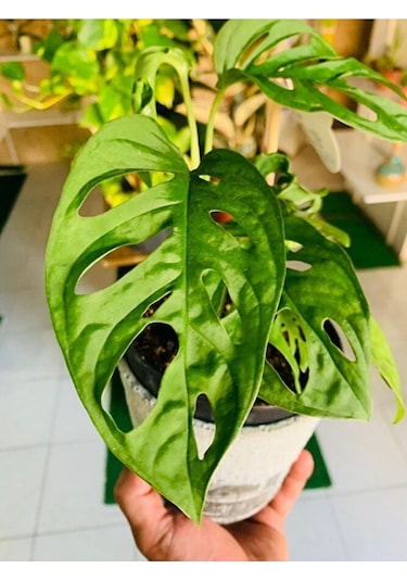 Monkey Monstera Özel Tür Salon Bitkisi