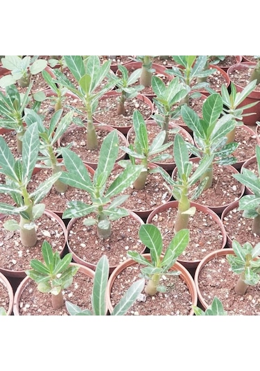Adenium Çöl Gülü Çiçeği Fidanı 417
