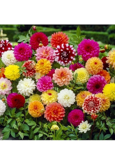 Karışık Yıldız Dahlia Çiçek Soğanı 4 Adet - ADAFDN0198