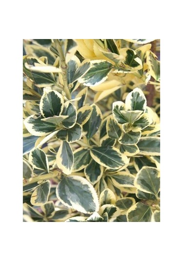 Taflan Brvo 30-50 Cm