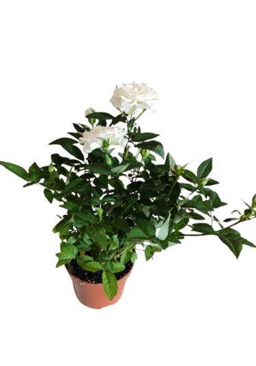 2 Adet Saksıda Bodur Gül Çiçeği Beyaz Renk