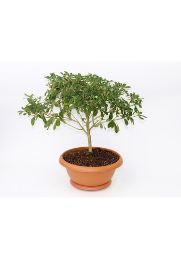 Bonsai Yıldız Çalısı Pitosporum Ev / Ofis Bitkisi