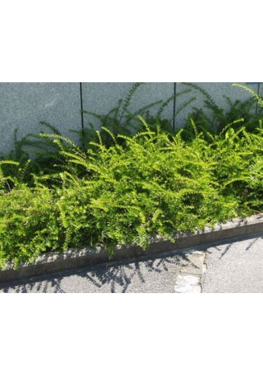 Bodur Hanımeli Lonicera Nitida Fidanı Bodur Çit Bitkisi 1-2 Yaş