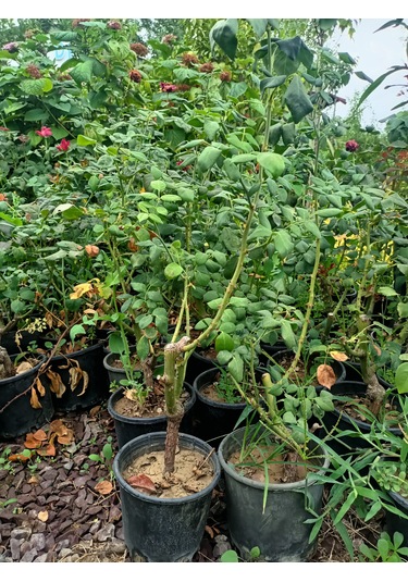 Yediveren Gül Fidanı 30-70 Cm