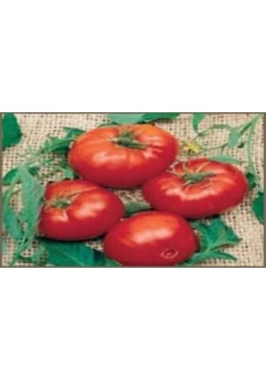 Doğal Brandywine Red Domates Tohumu 20 Tohum