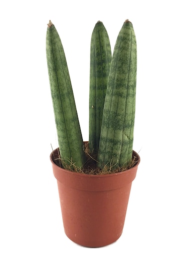 Sansevieria Cylindrica (Paşa Kılıcı) Ø5,5 CM H10-15 CM