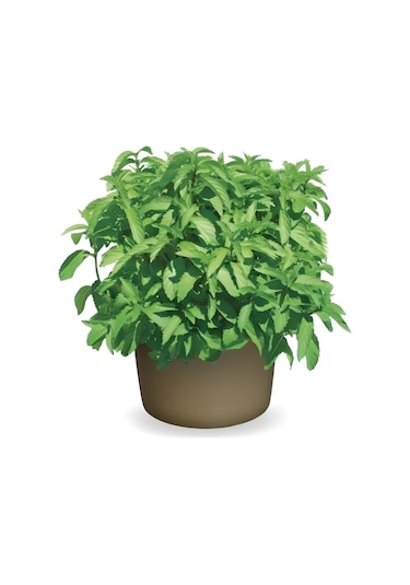 Limon Aromalı Geniş Yapraklı Çaylık Tashkent Nane Fidesi 2 Adet