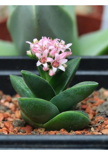 Crassula Springtime - 5 Adet Sukulent - Teraryum Bitkisi