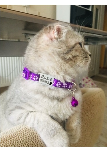 Kedi Tasması,Kedi Künyesi,Köpek Tasması,Köpek Künyesi