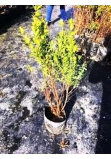 Gojiberry Turkiye Yaban Mersini Fidanı Mavi Yemiş Blueberry 2 Yaş
