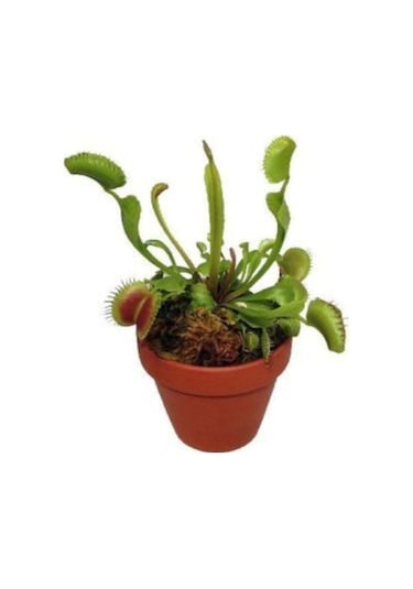 Ithal Etçil Bitki Tohumu Ekim Seti