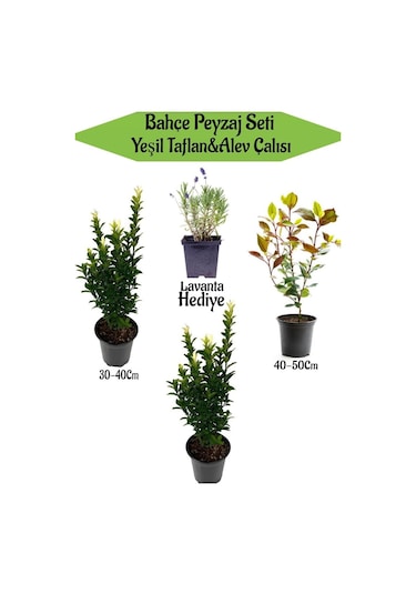 Bahçe Seti 2 Adet Yeşil Taflan+1 Adet Alev Çalısı + Lavanta
