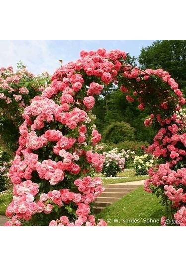 Tüplü Açık Pembe Kokulu Yediveren Sarmaşık Gül Fidan 10-20 Cm