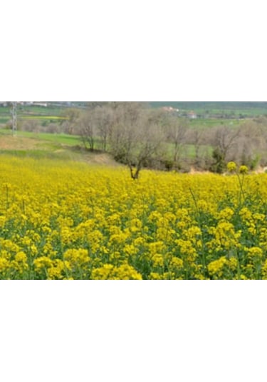 Yem Şalgamı Bitki Tohumu 5 Kg