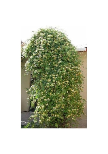 Hanımeli Kokulu Sarmaşık Fidanı Tüplü 60-80 Cm