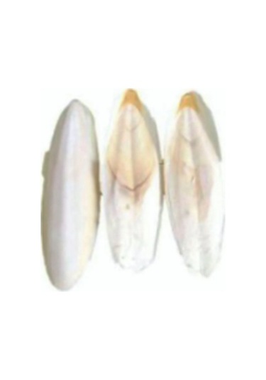 Kalamar Kemiği 100g 2-4 Adet