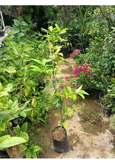 Yeşil Deniz Fidancılık Tüplü Yediveren Limon Fidanı 100-150 Cm